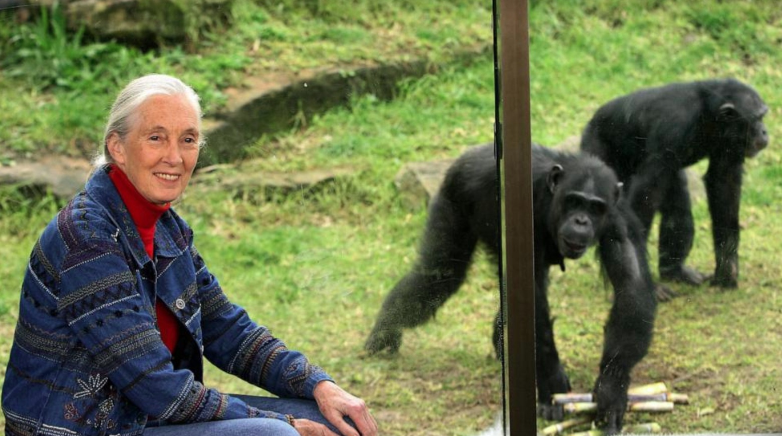 Jane Goodall, chimpanzee, nature, animals