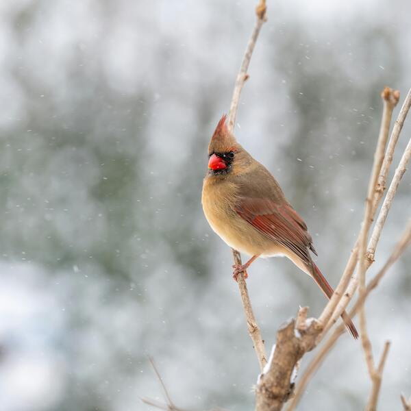 Cardinal, Winter, Winter Solstice, Bird Watching, Nature, Bird