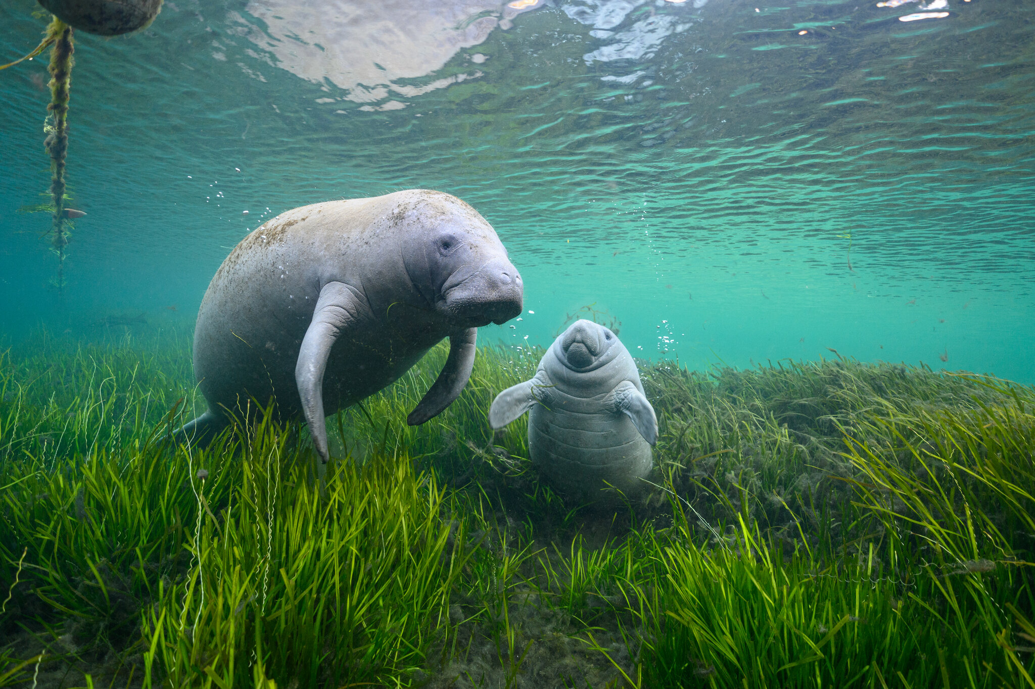 Manatees Photo Credit: Jason Gulley